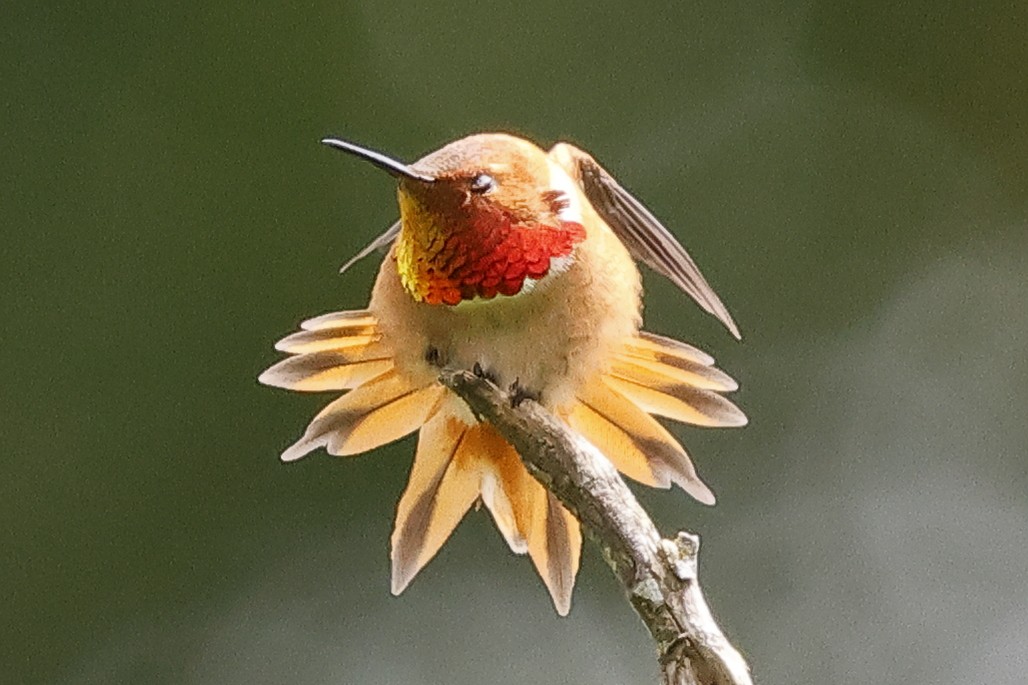 Rufous Hummingbird - ML619256041