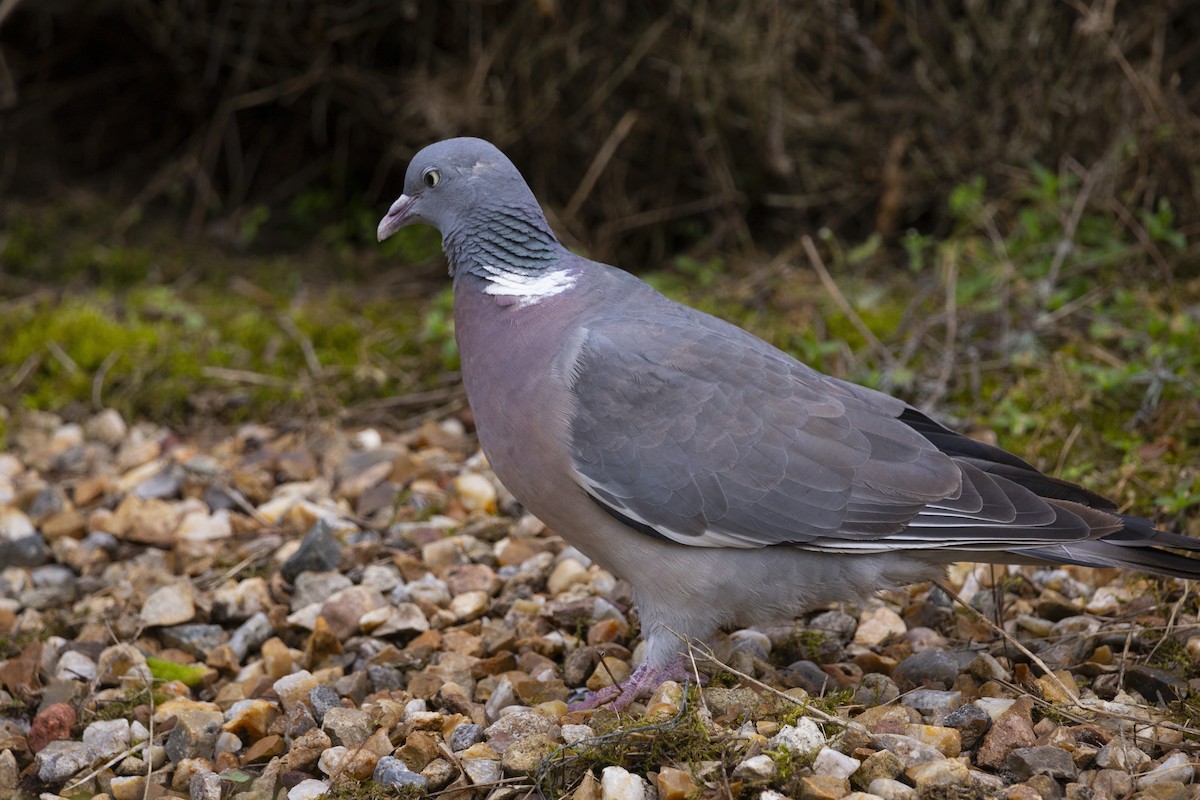 Common Wood-Pigeon - ML619256071