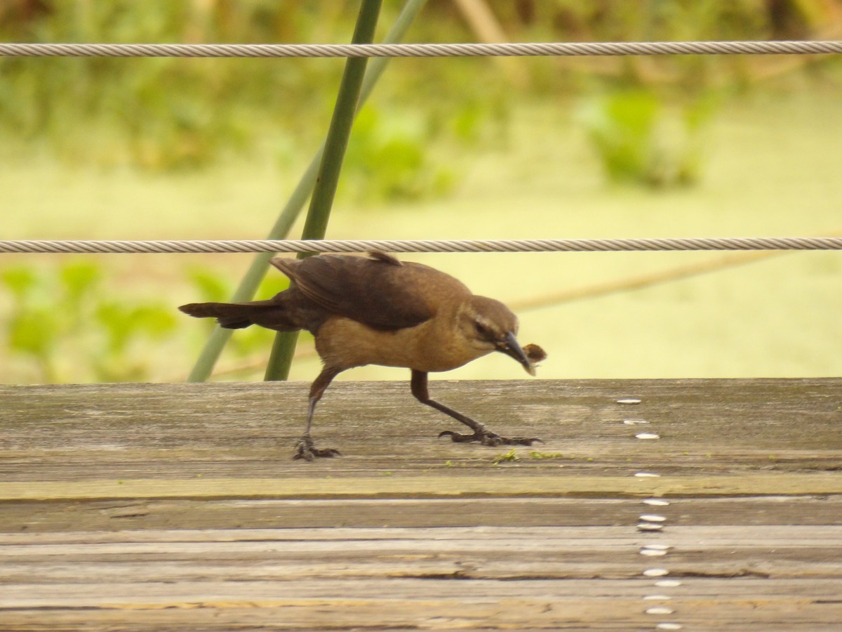 Boat-tailed Grackle - ML619256102
