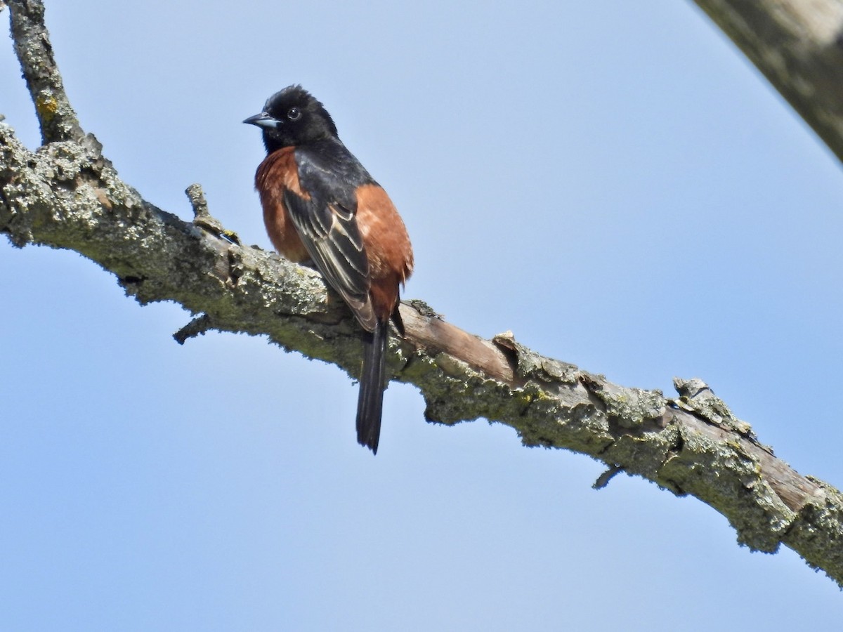 Orchard Oriole - ML619256106