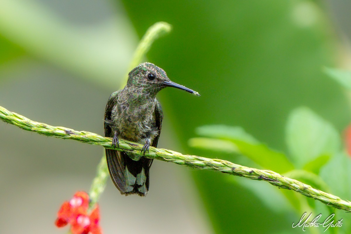kolibřík skvrnitoprsý - ML619256124