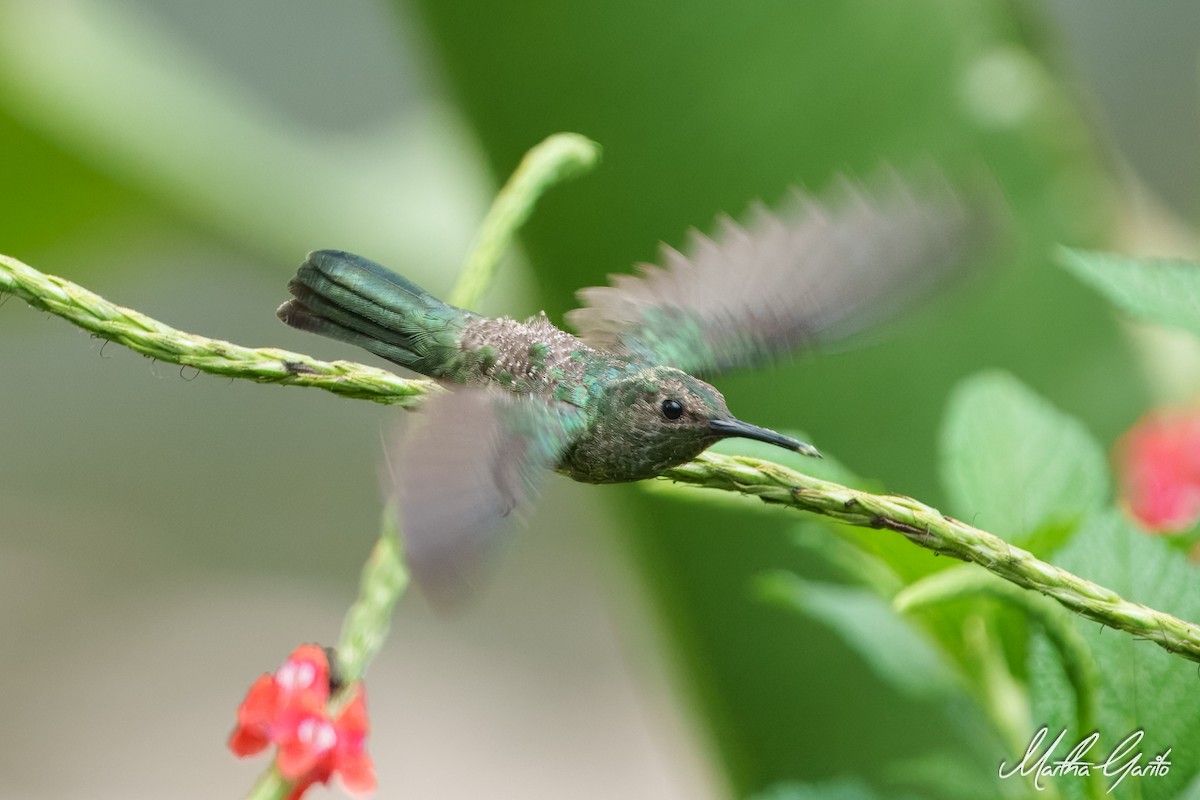 kolibřík skvrnitoprsý - ML619256125