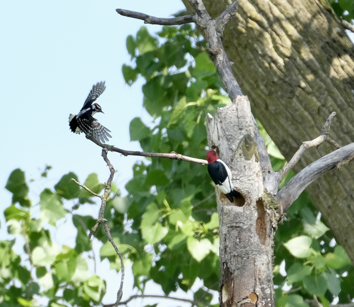 Red-headed Woodpecker - ML619256157