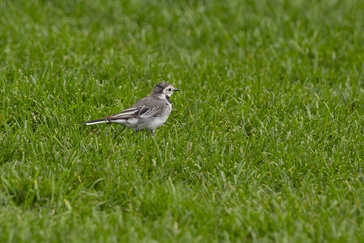 White Wagtail (White-faced) - ML619256195