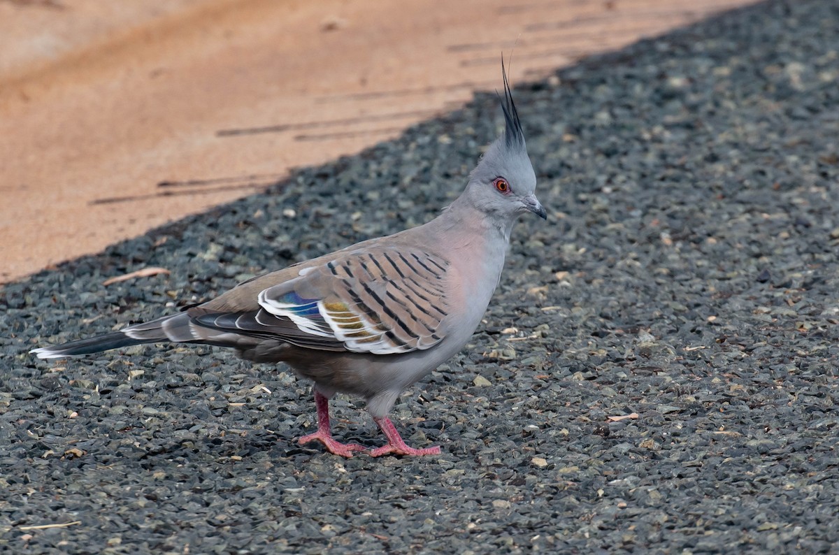 Crested Pigeon - ML619256290