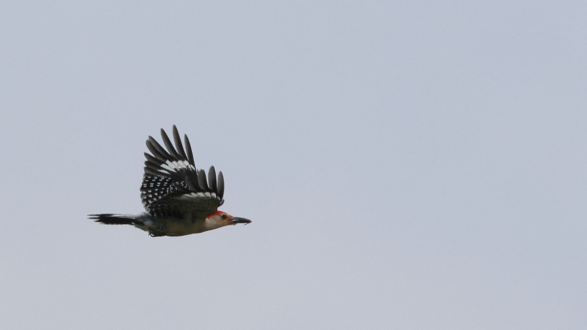 Red-bellied Woodpecker - ML619256356
