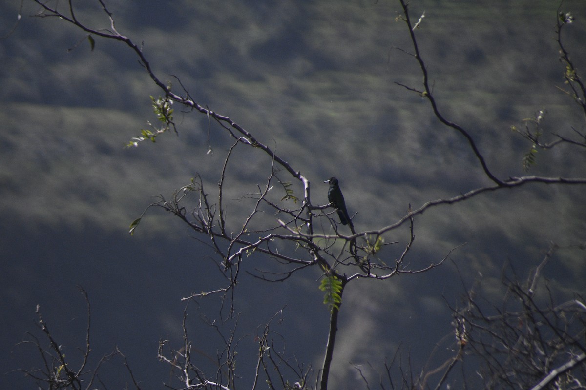 kolibřík modrolící - ML619256358