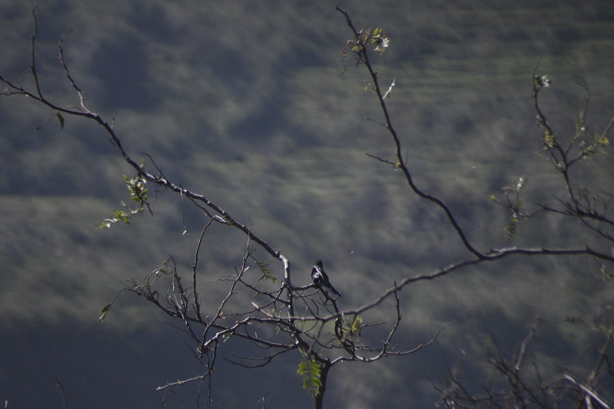kolibřík modrolící - ML619256399