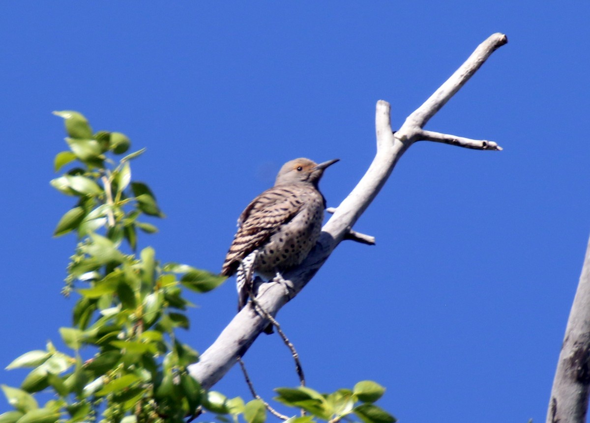 Northern Flicker (Red-shafted) - ML619256430