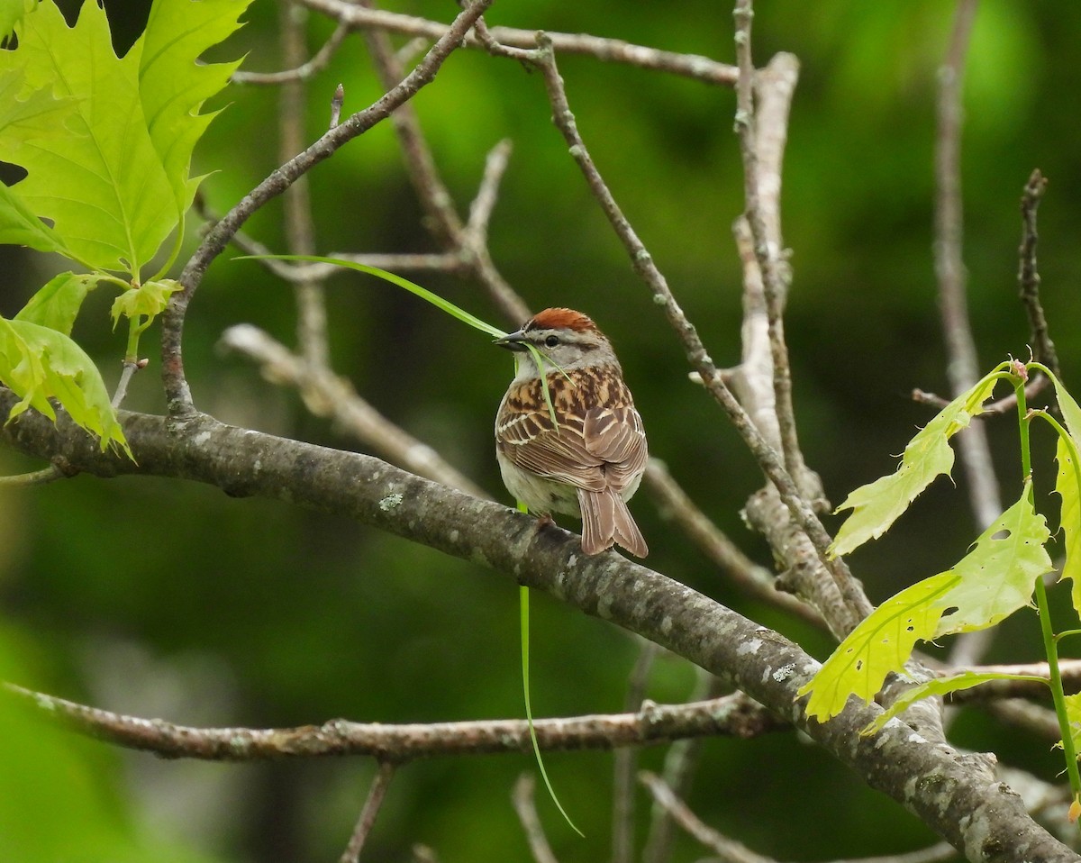 Chipping Sparrow - ML619256460