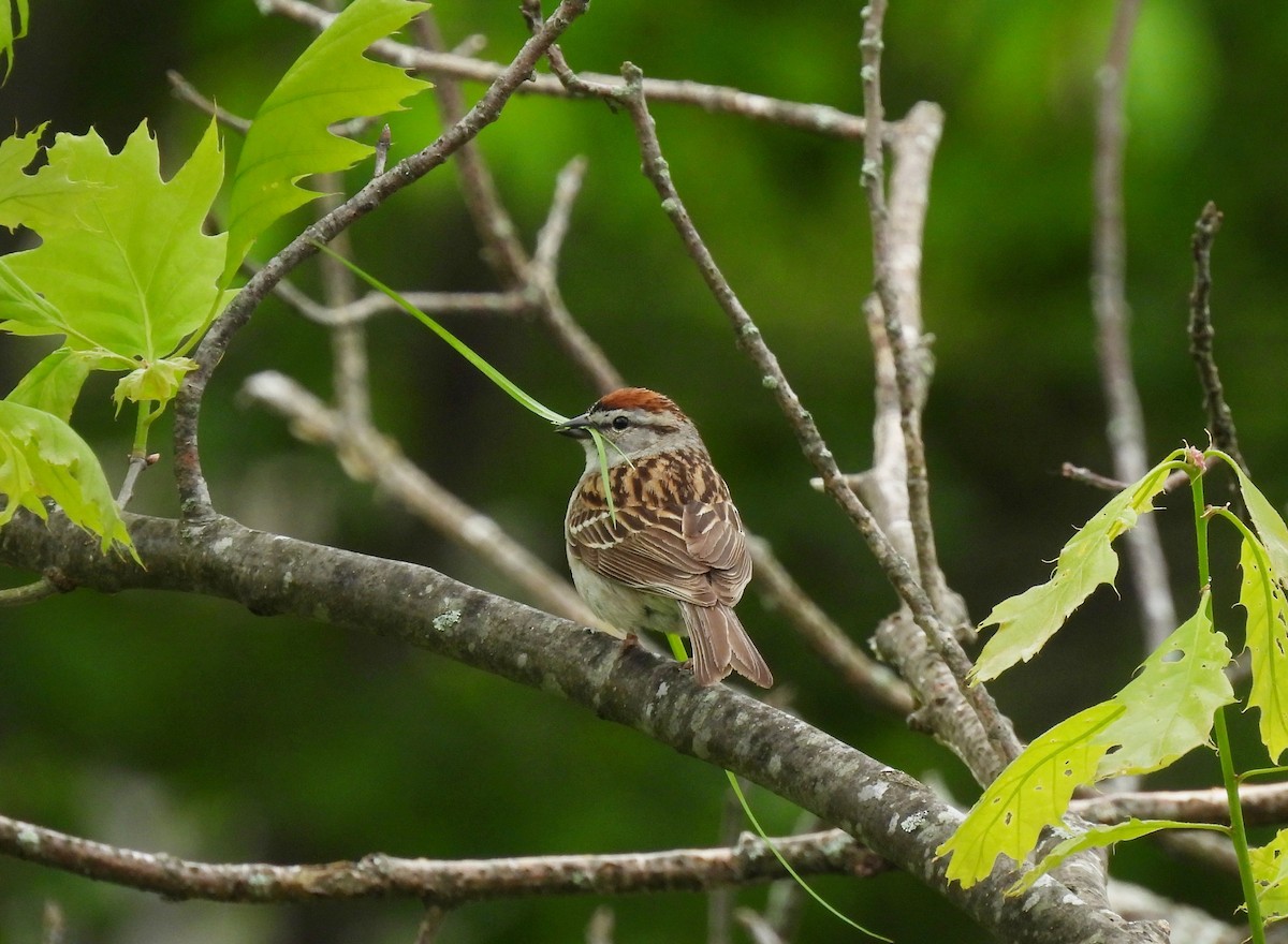 Chipping Sparrow - ML619256471