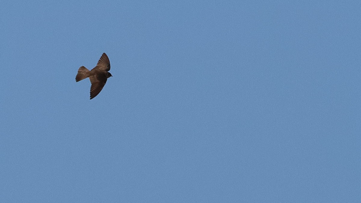 Northern Rough-winged Swallow - ML619256474