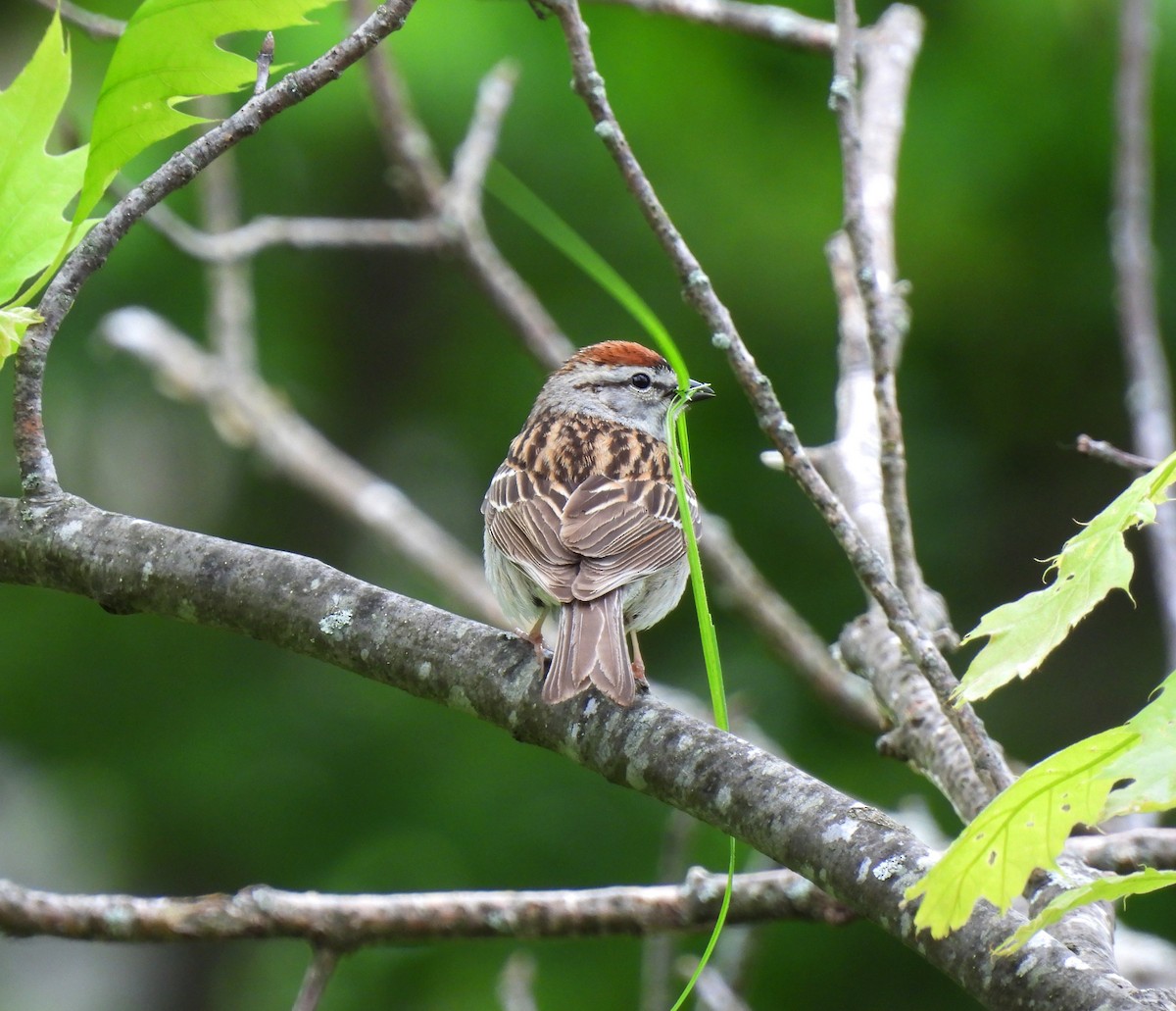 Chipping Sparrow - ML619256478