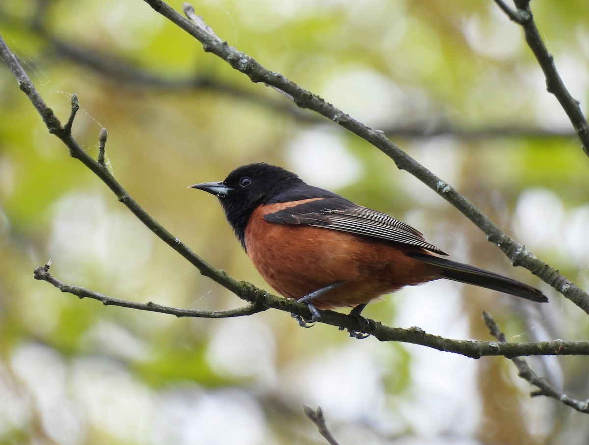 Orchard Oriole - ML619256494