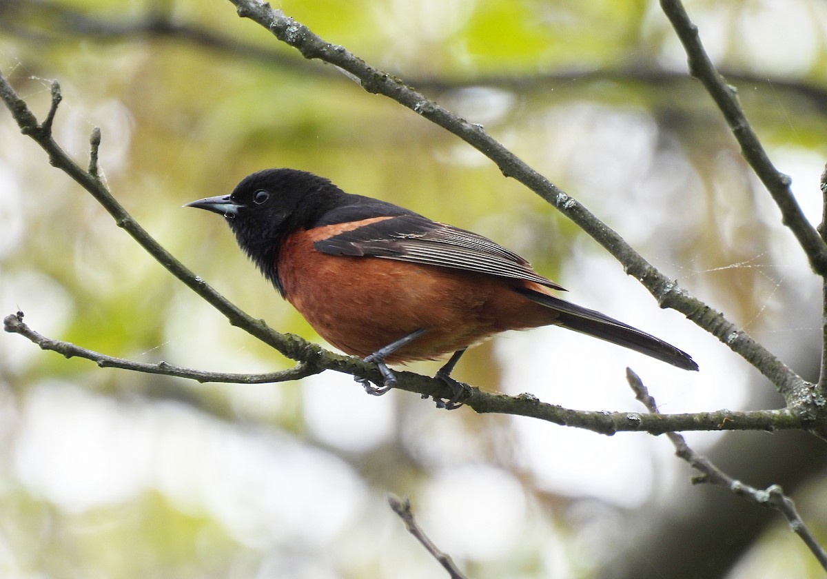 Orchard Oriole - ML619256507