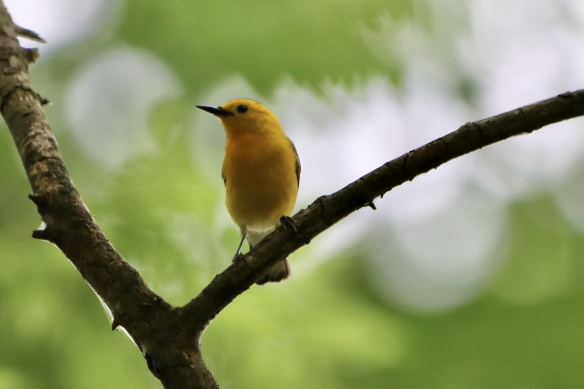 Prothonotary Warbler - ML619256615