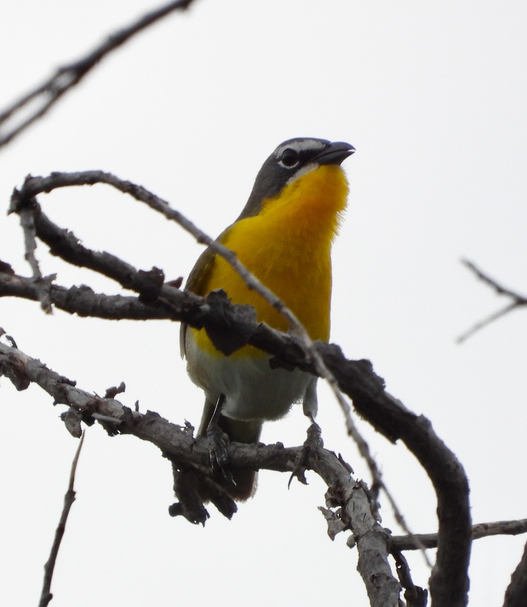 Yellow-breasted Chat - ML619256620