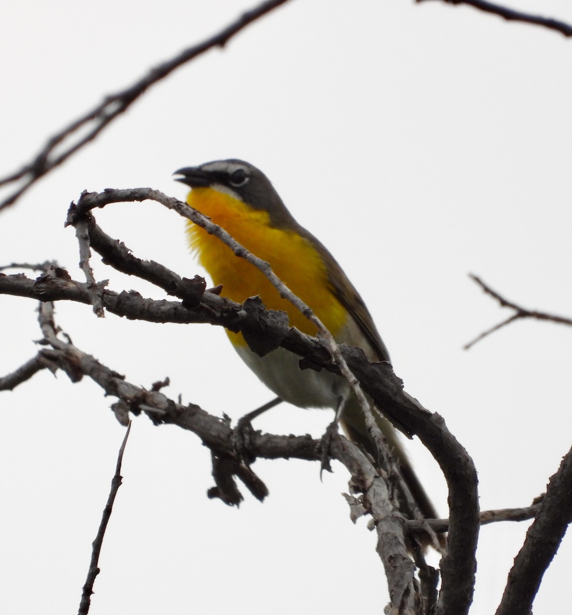 Yellow-breasted Chat - ML619256622