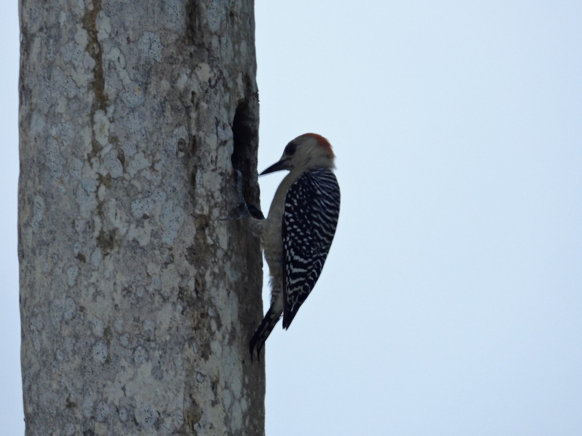 Red-crowned Woodpecker - ML619256695