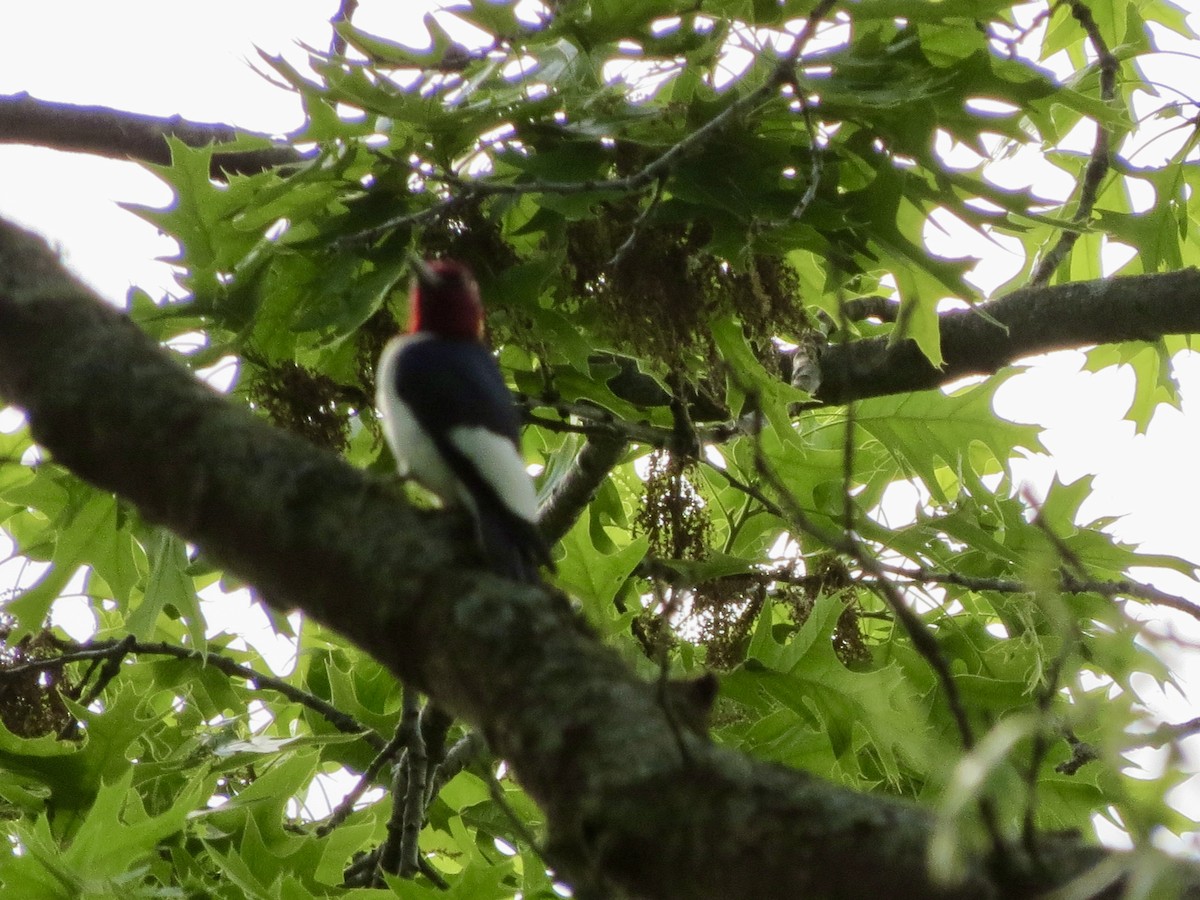 Red-headed Woodpecker - ML619256750