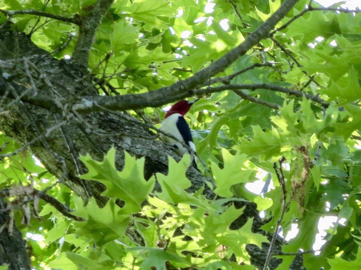 Red-headed Woodpecker - ML619256751