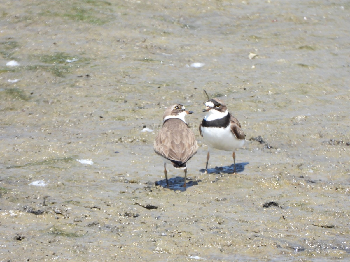 Semipalmated Plover - ML619256756