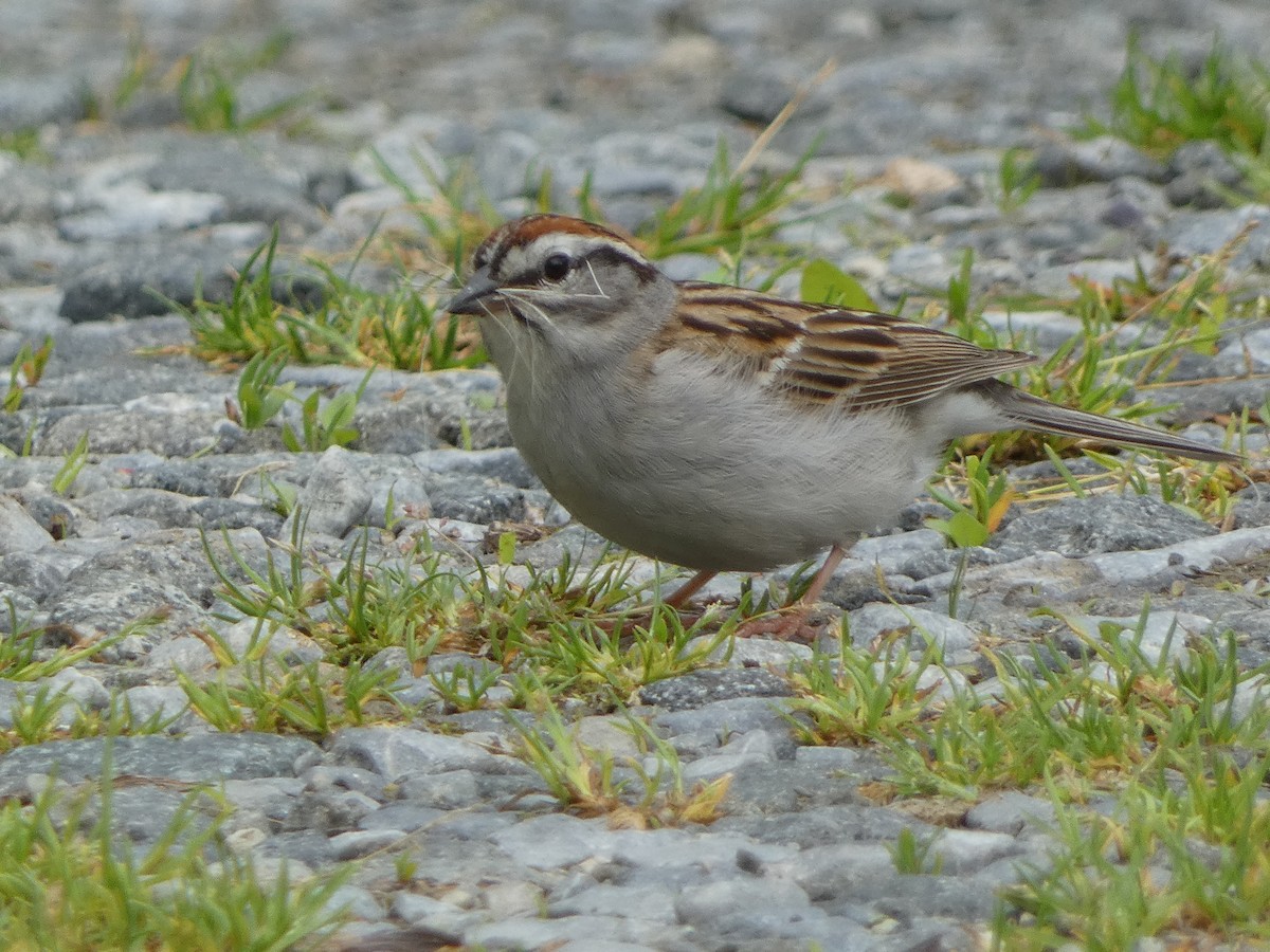 Chipping Sparrow - ML619256766
