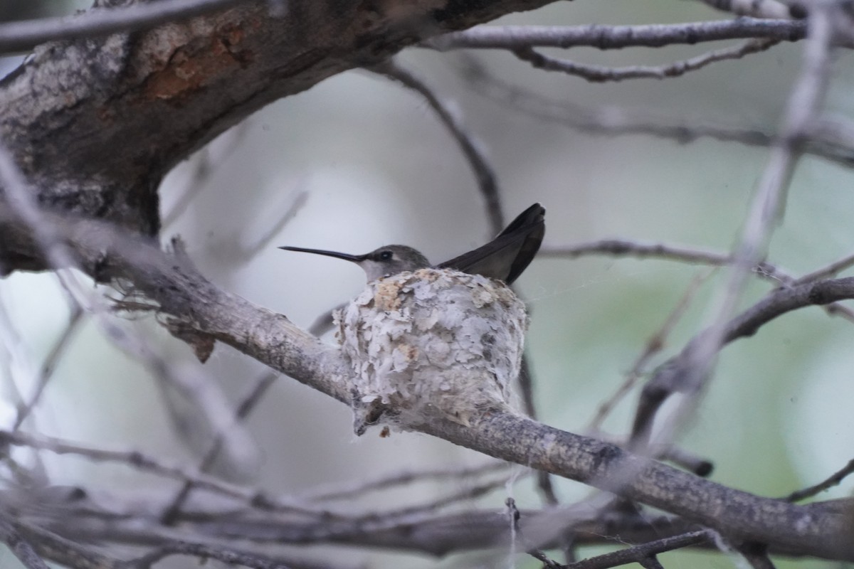 Broad-tailed Hummingbird - ML619256774