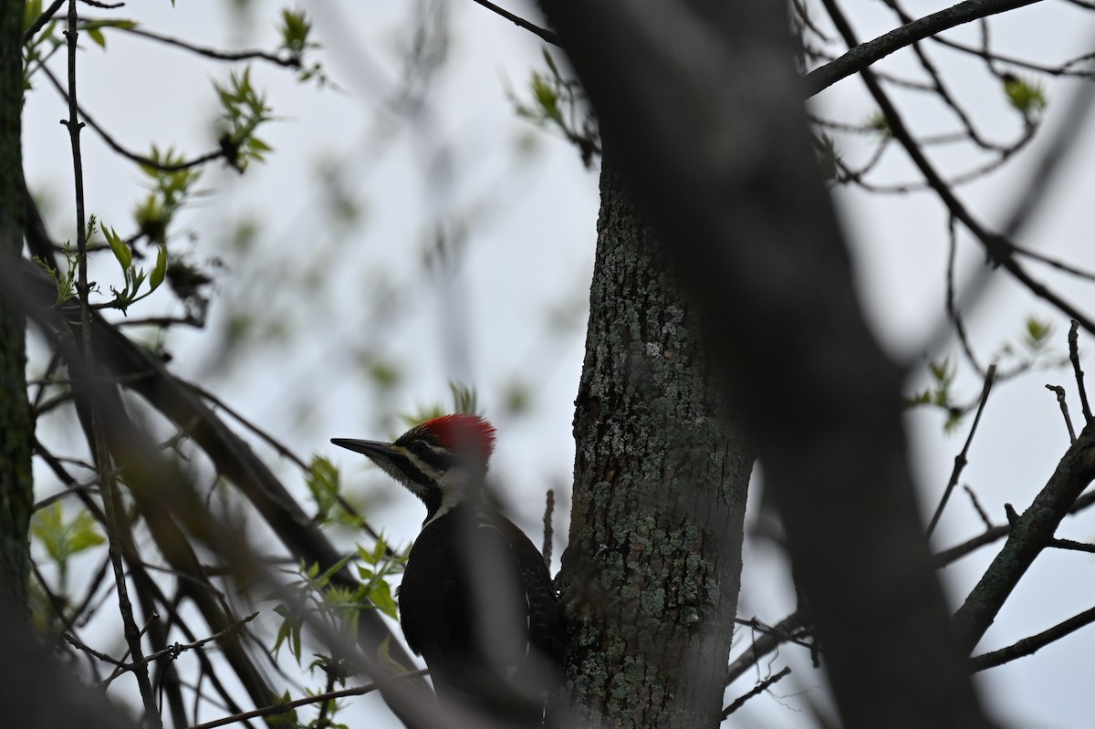 Pileated Woodpecker - ML619256787