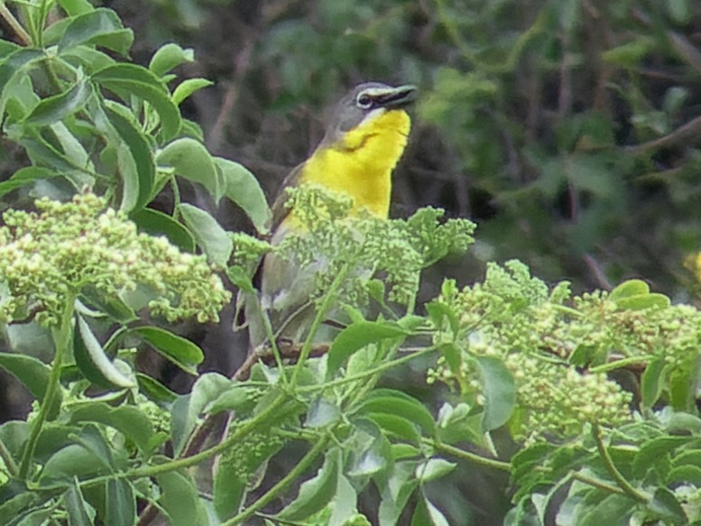 Yellow-breasted Chat - ML619256794