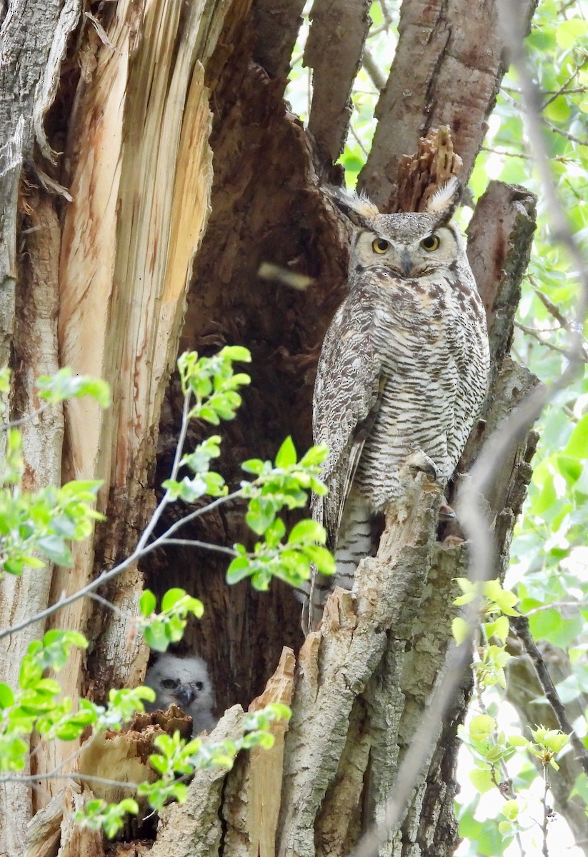 Great Horned Owl - ML619256799
