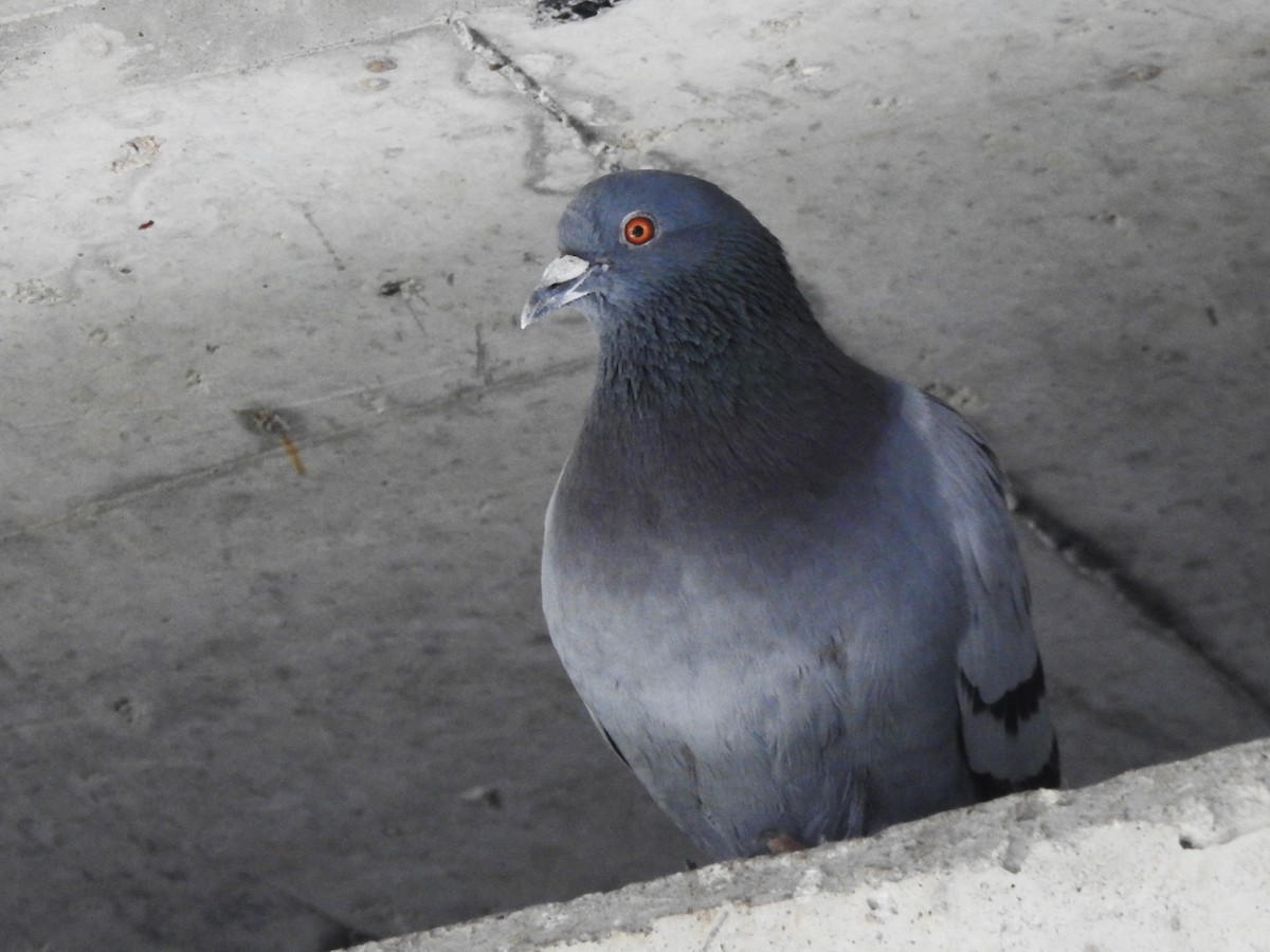 Rock Pigeon (Feral Pigeon) - ML619256834