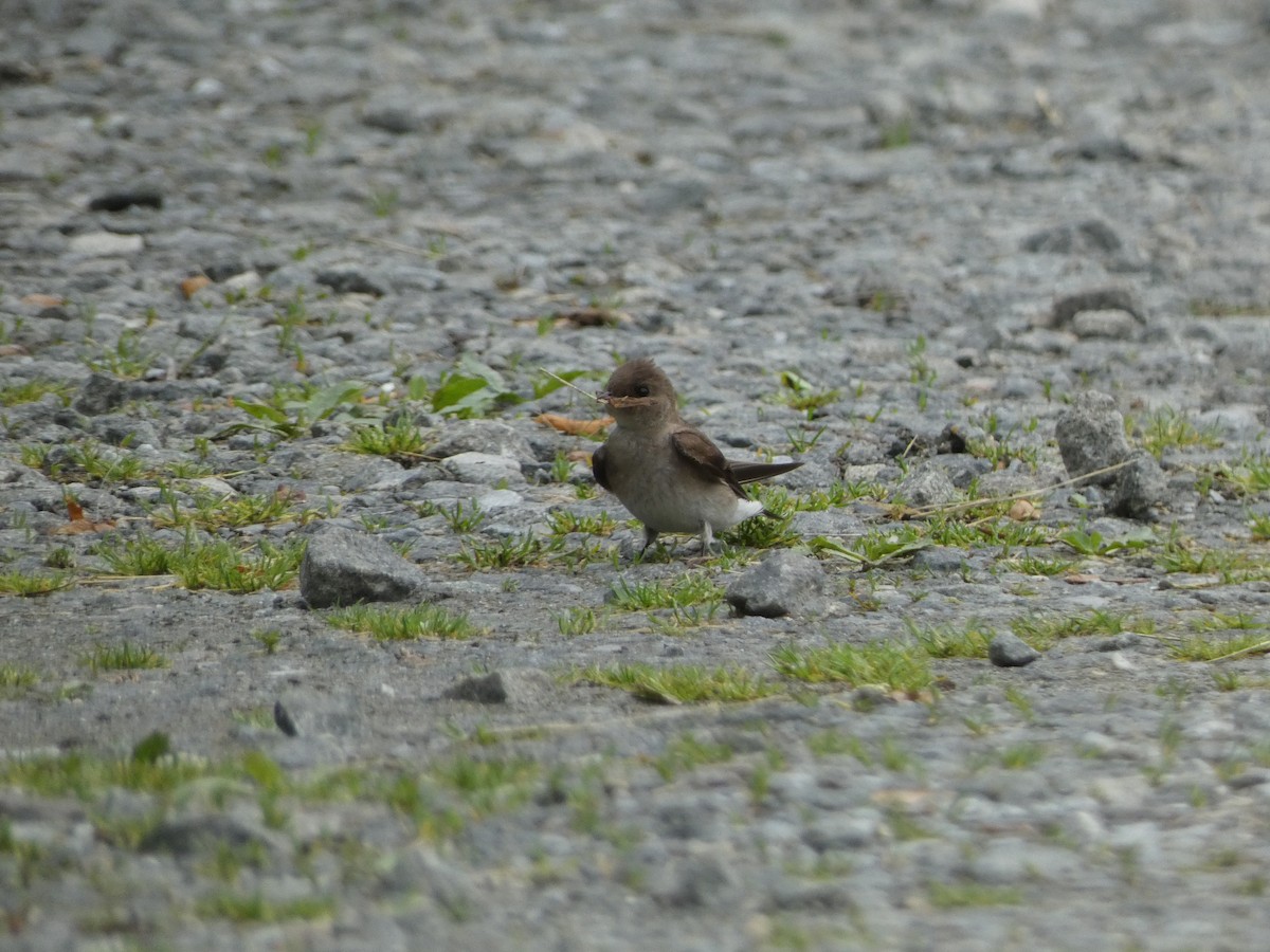 Northern Rough-winged Swallow - ML619256837