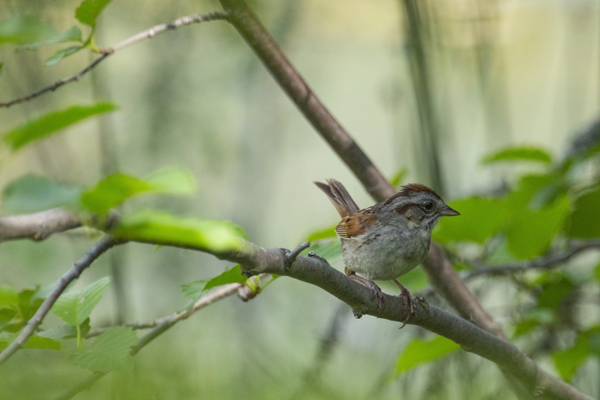 Swamp Sparrow - ML619256924