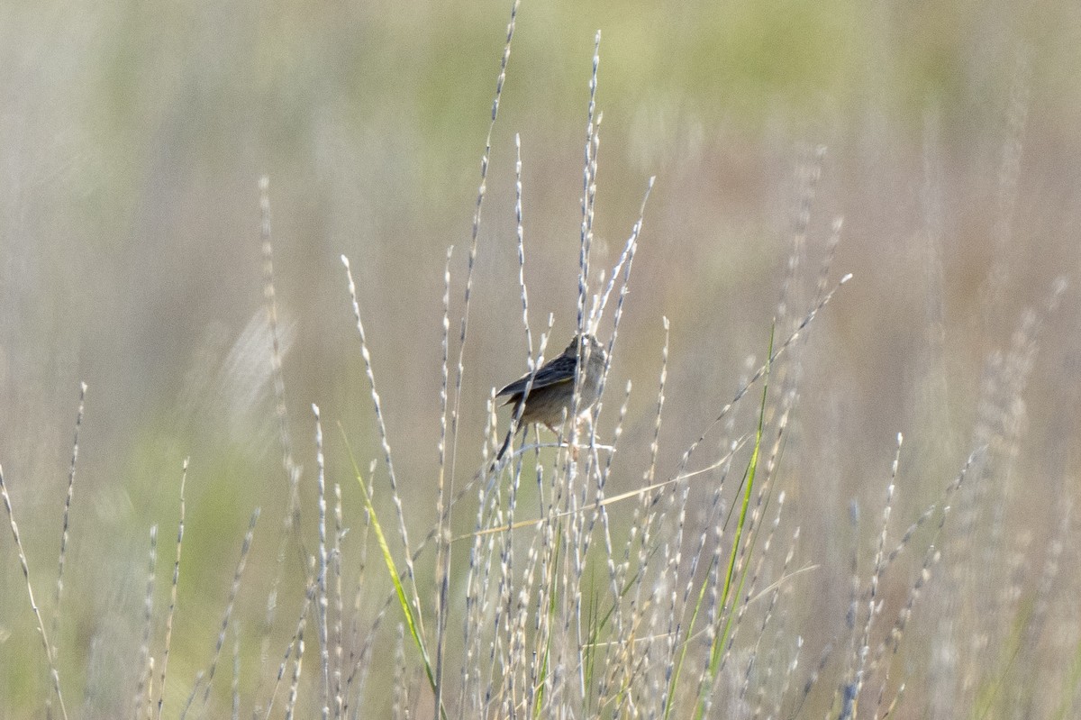 Grasshopper Sparrow - ML619256939
