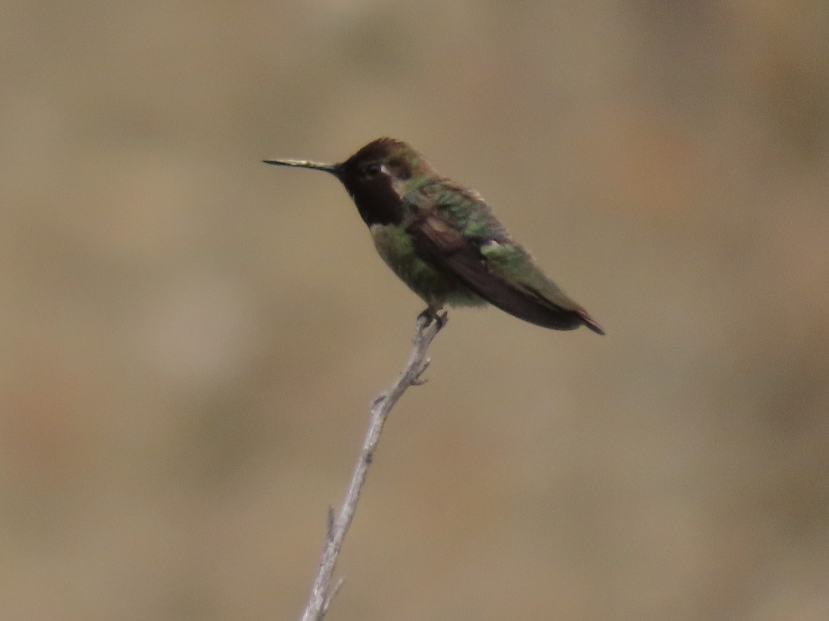Anna's Hummingbird - ML619256954