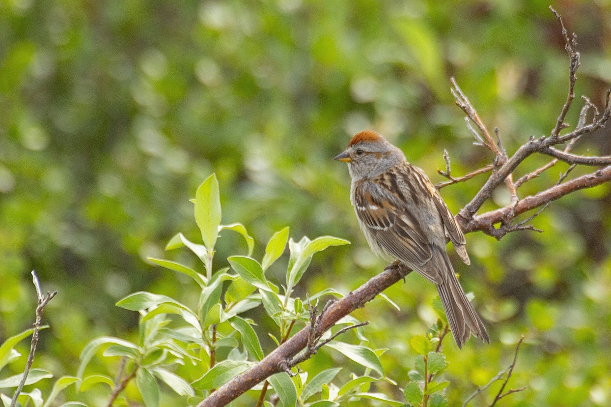 American Tree Sparrow - ML619256980