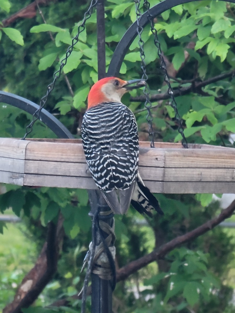 Red-bellied Woodpecker - ML619256982