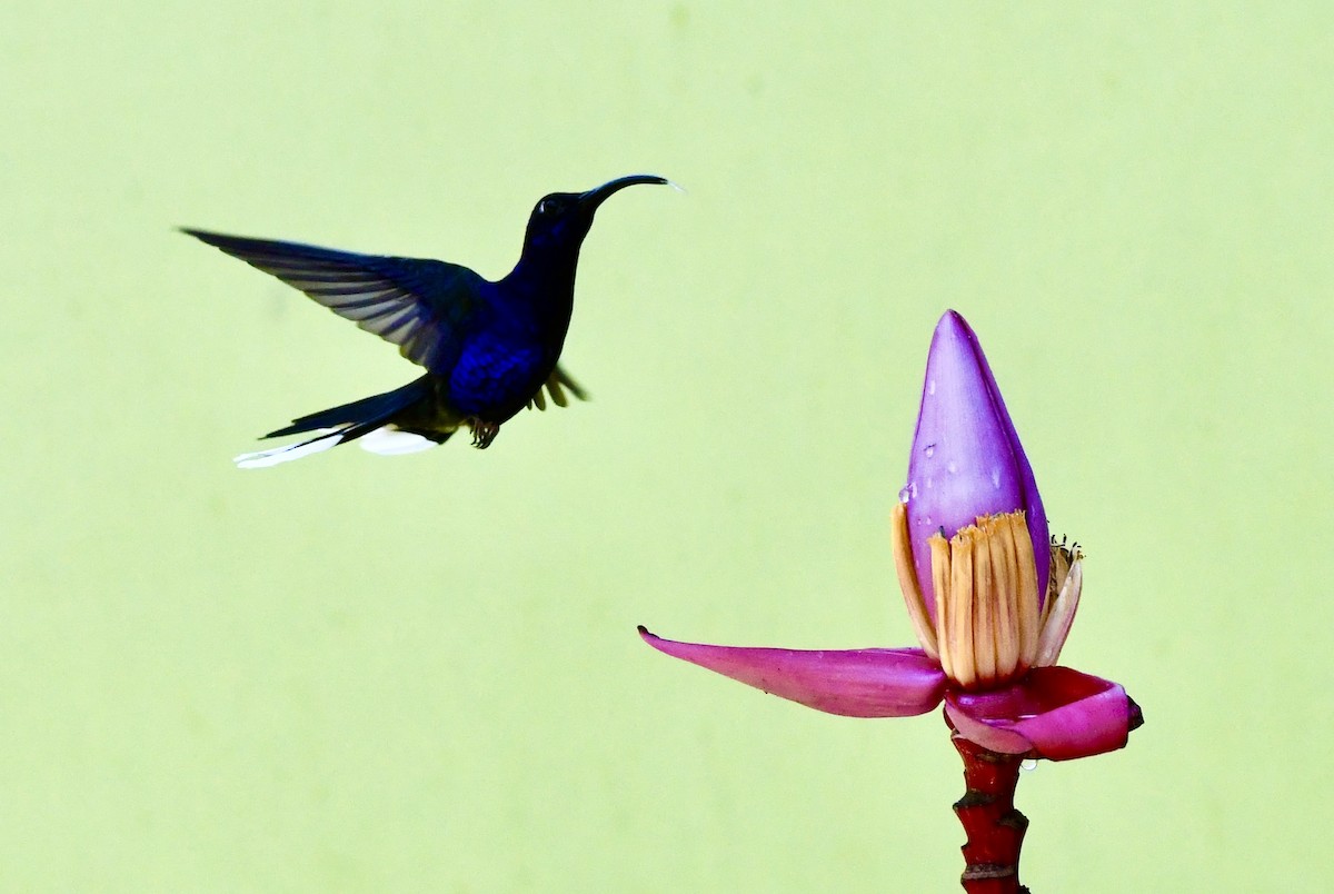 kolibřík fialkový - ML619257010