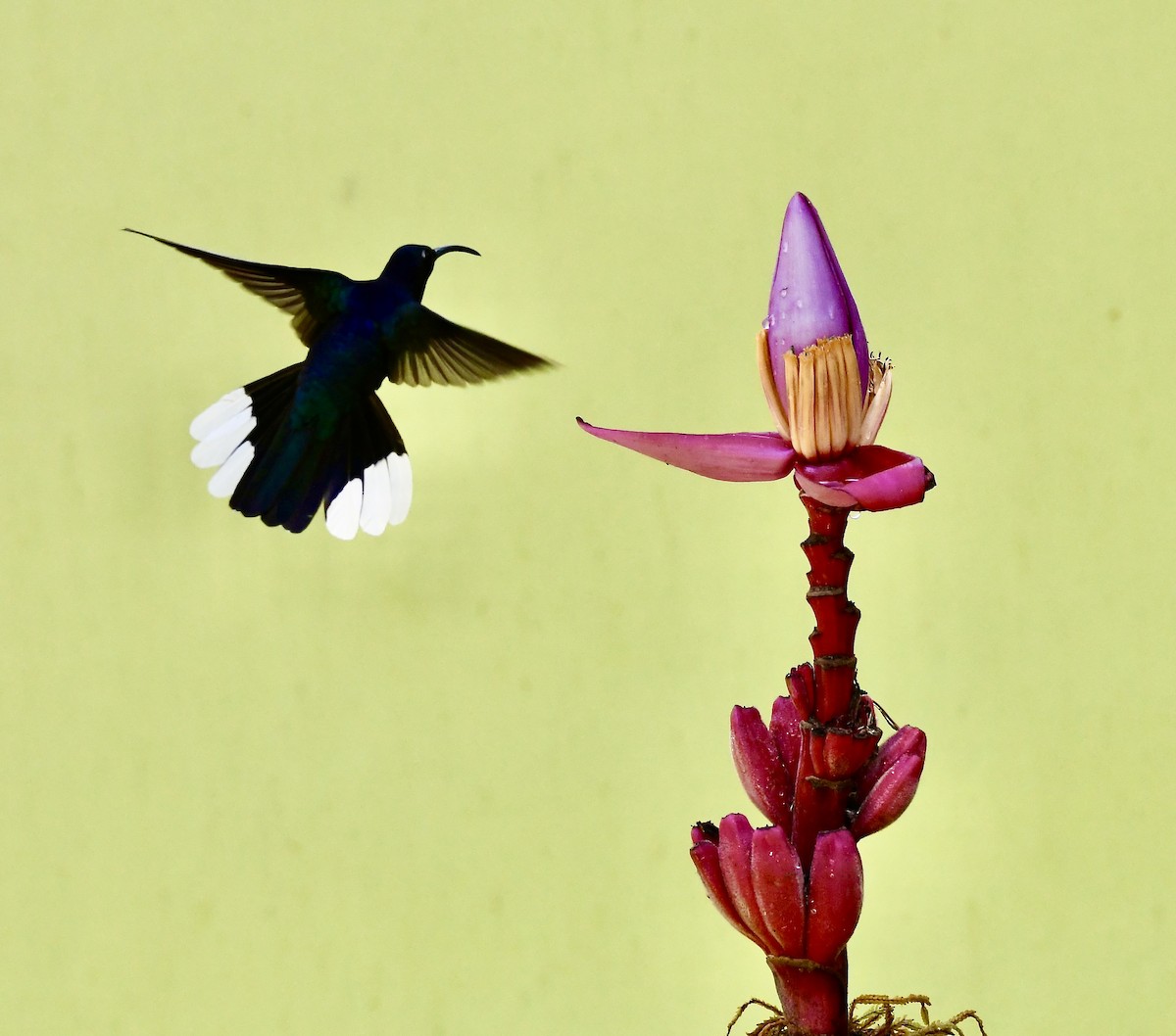 kolibřík fialkový - ML619257012