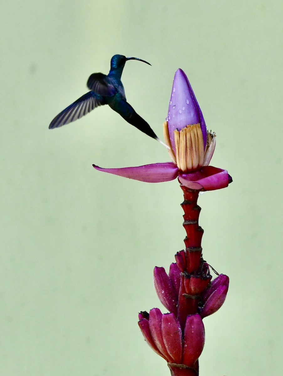 kolibřík fialkový - ML619257013
