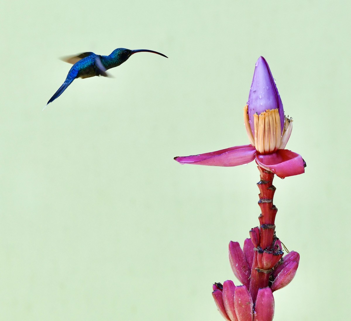 kolibřík fialkový - ML619257014