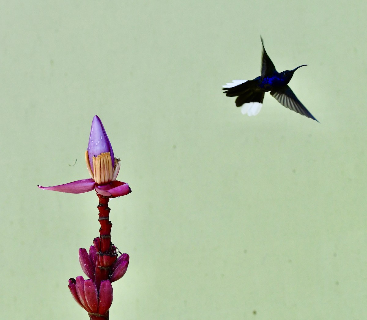 kolibřík fialkový - ML619257015