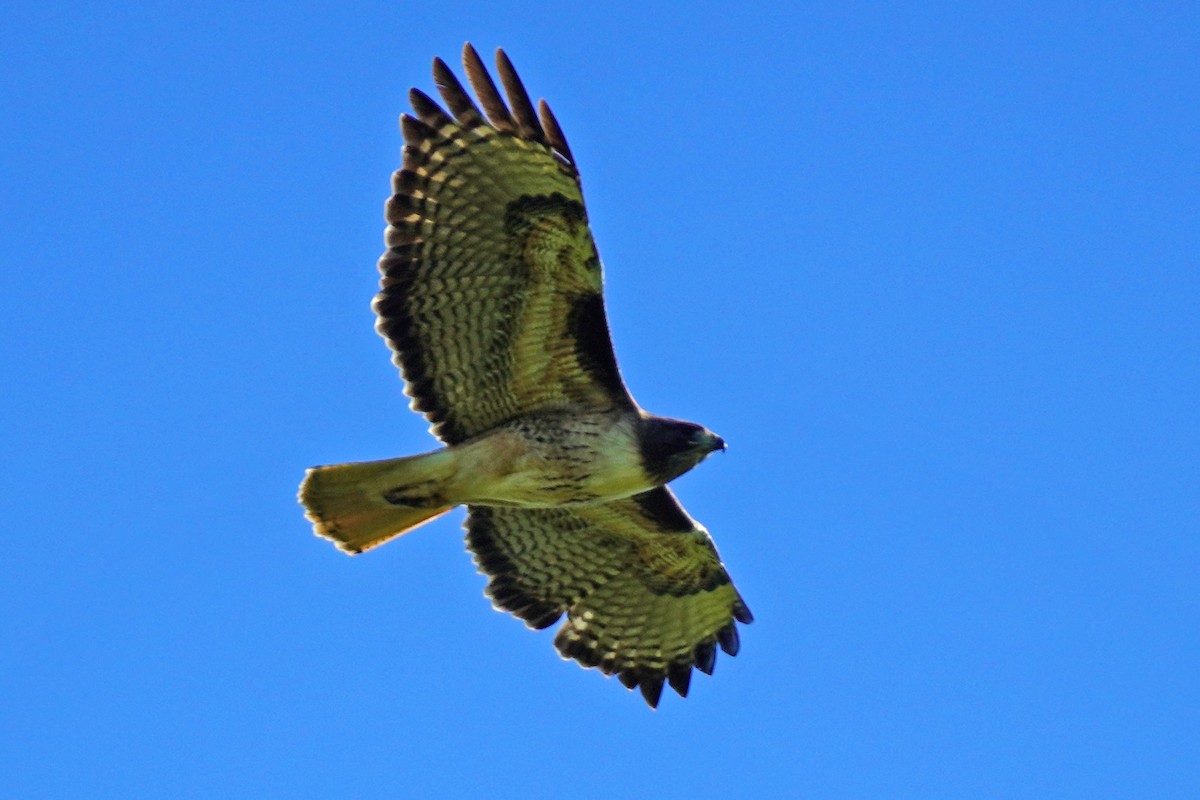 Red-tailed Hawk - ML619257028