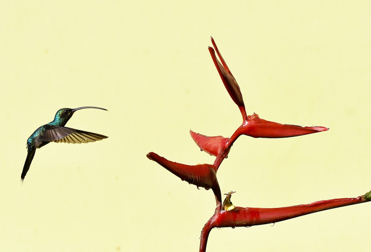 kolibřík fialkový - ML619257037