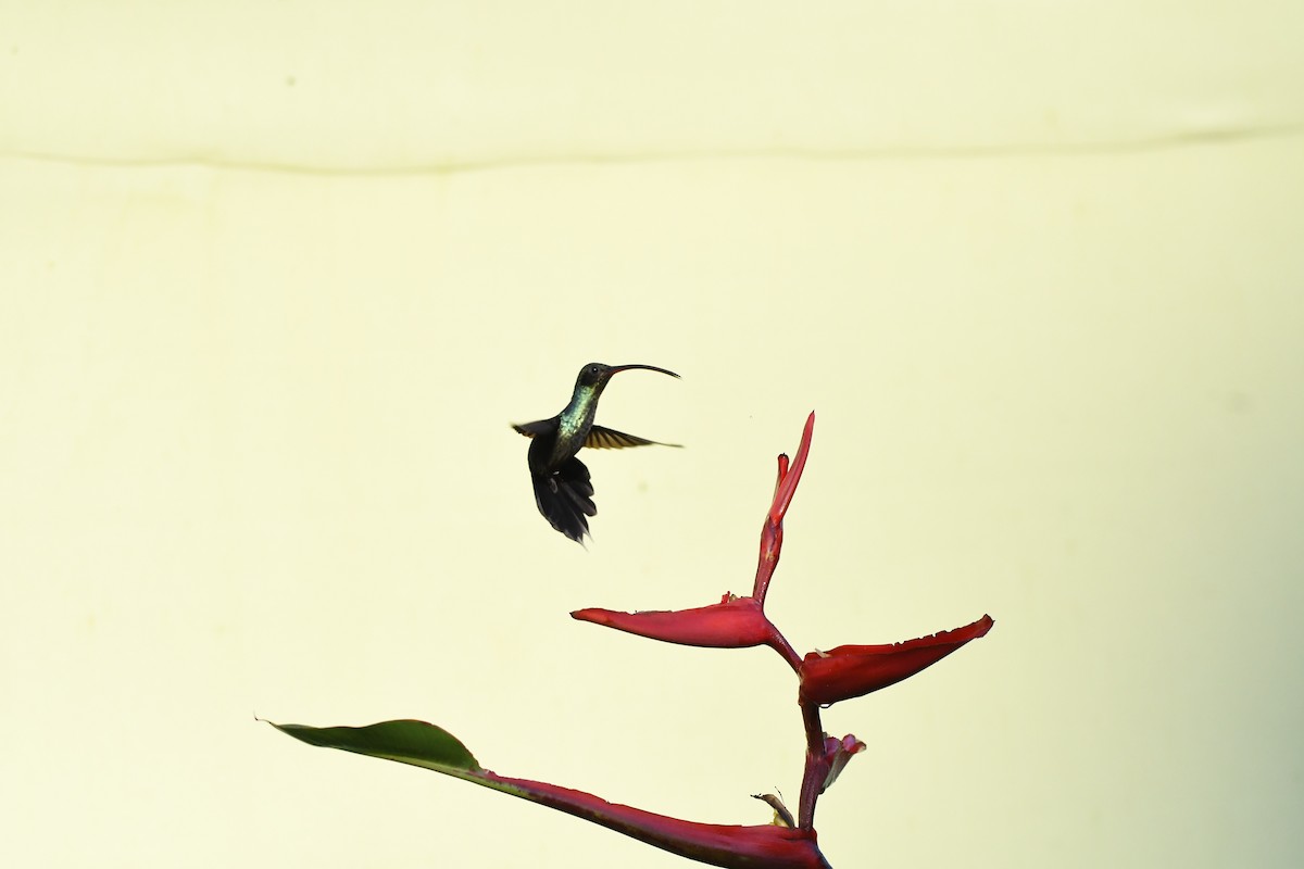 kolibřík fialkový - ML619257038