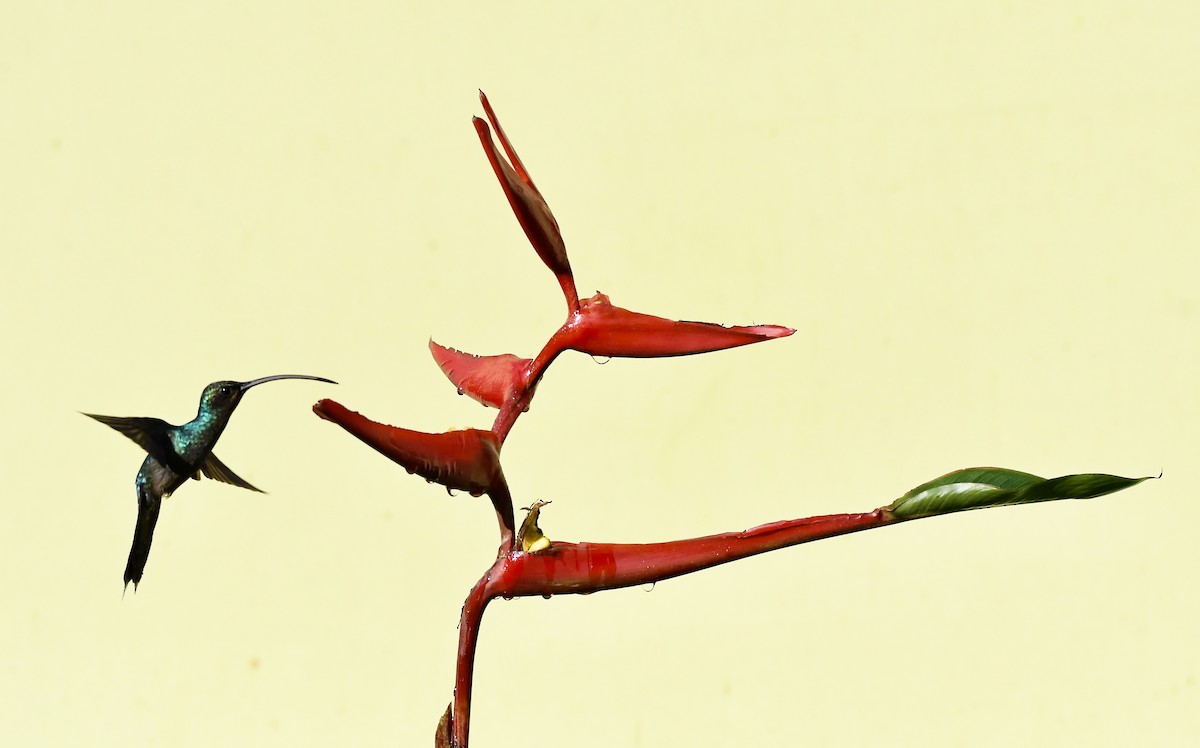kolibřík fialkový - ML619257039
