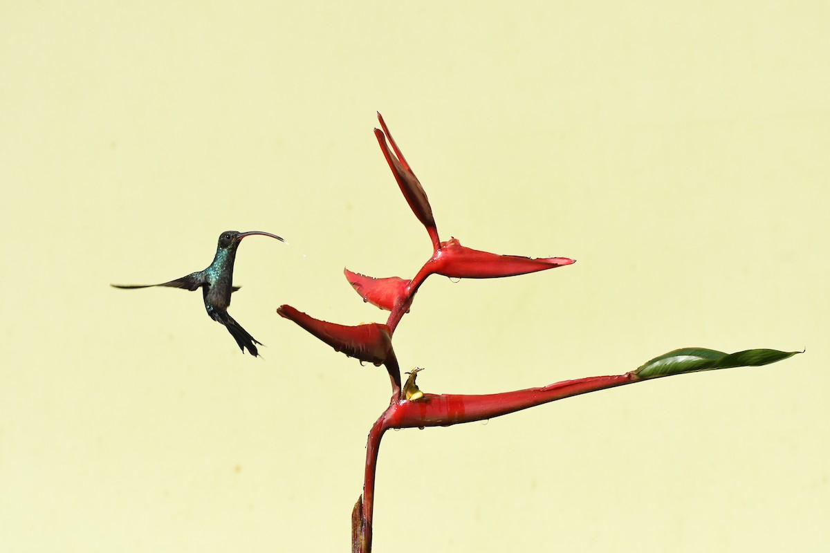 kolibřík fialkový - ML619257041