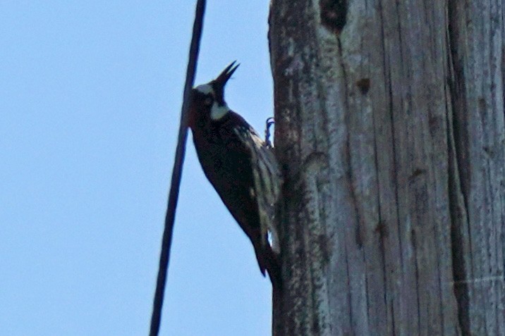 Acorn Woodpecker - ML619257044