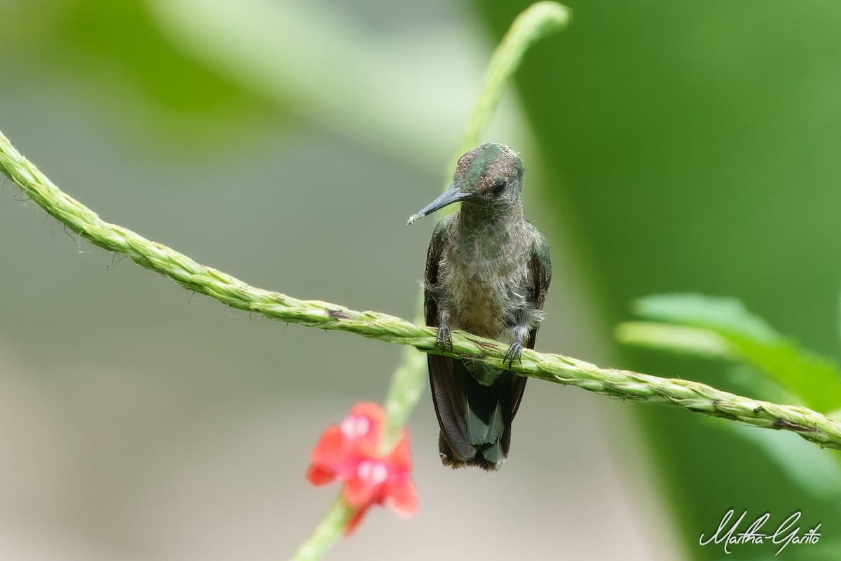 kolibřík skvrnitoprsý - ML619257054